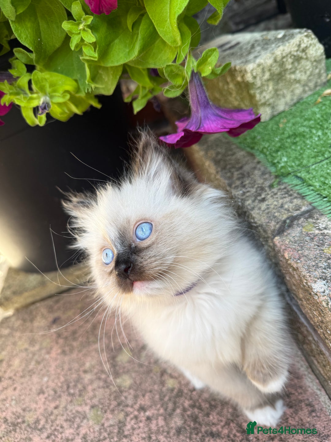 Ragdoll cats for sale: Beautiful Ragdol babies ready to leave  - Image 6