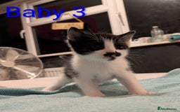Mixed Breed cats for sale: Ready for our new adventure 🐾 - Image 11