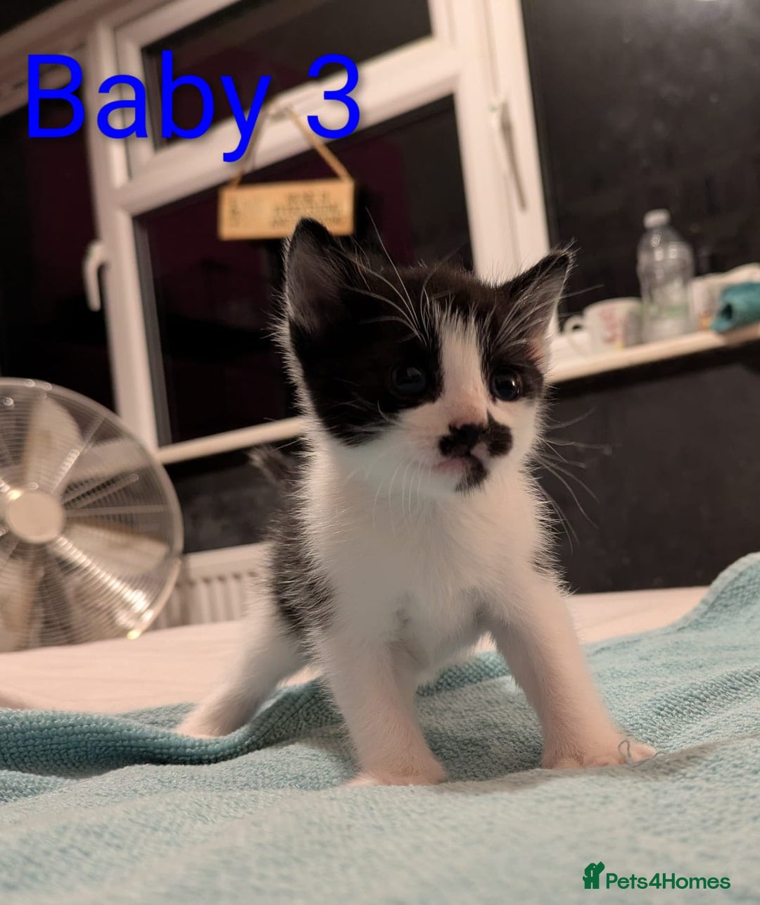 Mixed Breed cats for sale: Ready for our new adventure 🐾 - Image 11