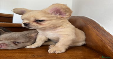 French Bulldog dogs - Advert 5