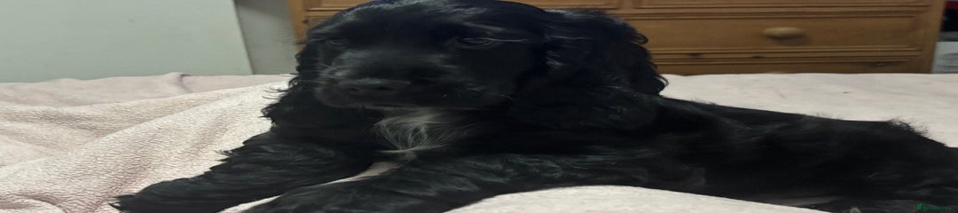 Cocker Spaniel Puppy 2