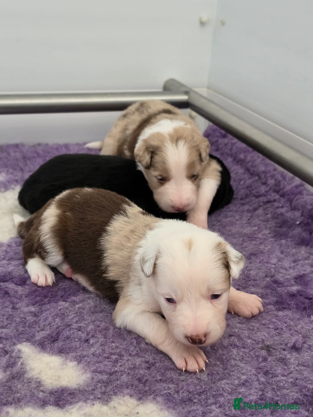 Border Collie dogs for sale: Border collie puppies - Advert 27