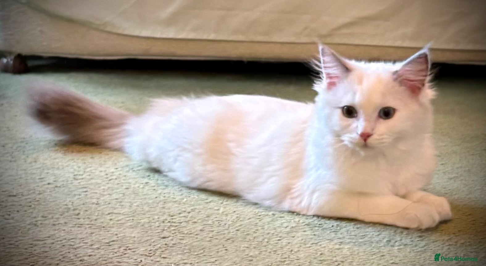Ragdoll cats 💕🐾 LAST GIRL AVAILABLE – GRAND CHAMPION SIRED - Advert 2