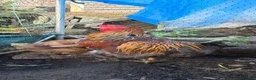 Mixed Breed poultry for sale: roosters for sale and sharma pair  - Advert 1