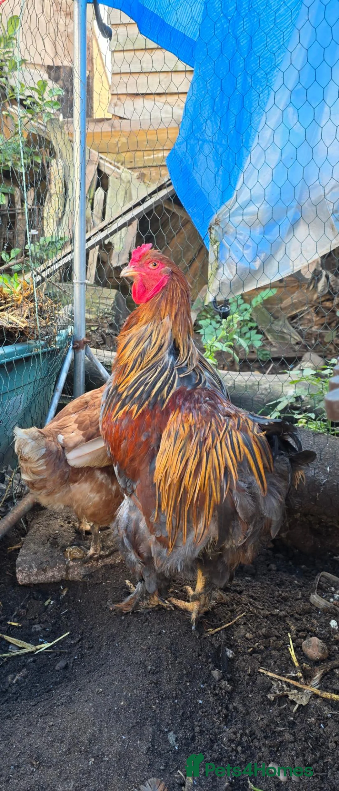 Mixed Breed poultry for sale: roosters for sale and sharma pair  - Advert 1