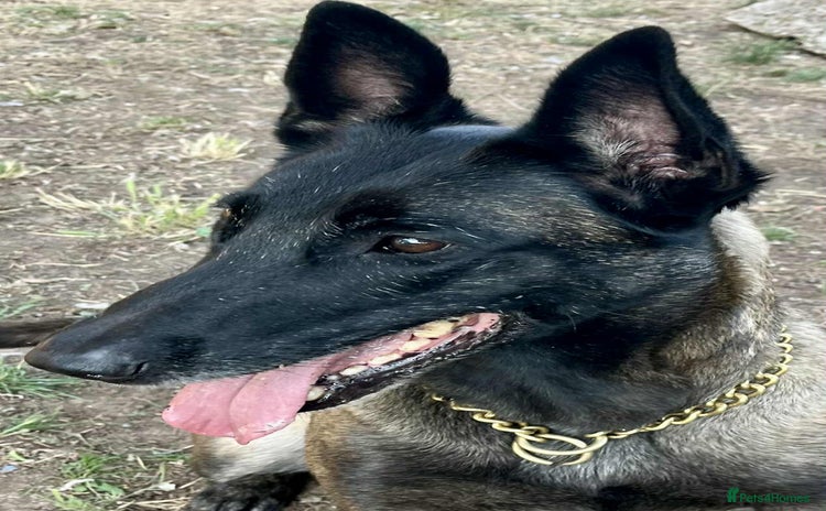 Belgian Shepherd Dog dogs - Advert 1