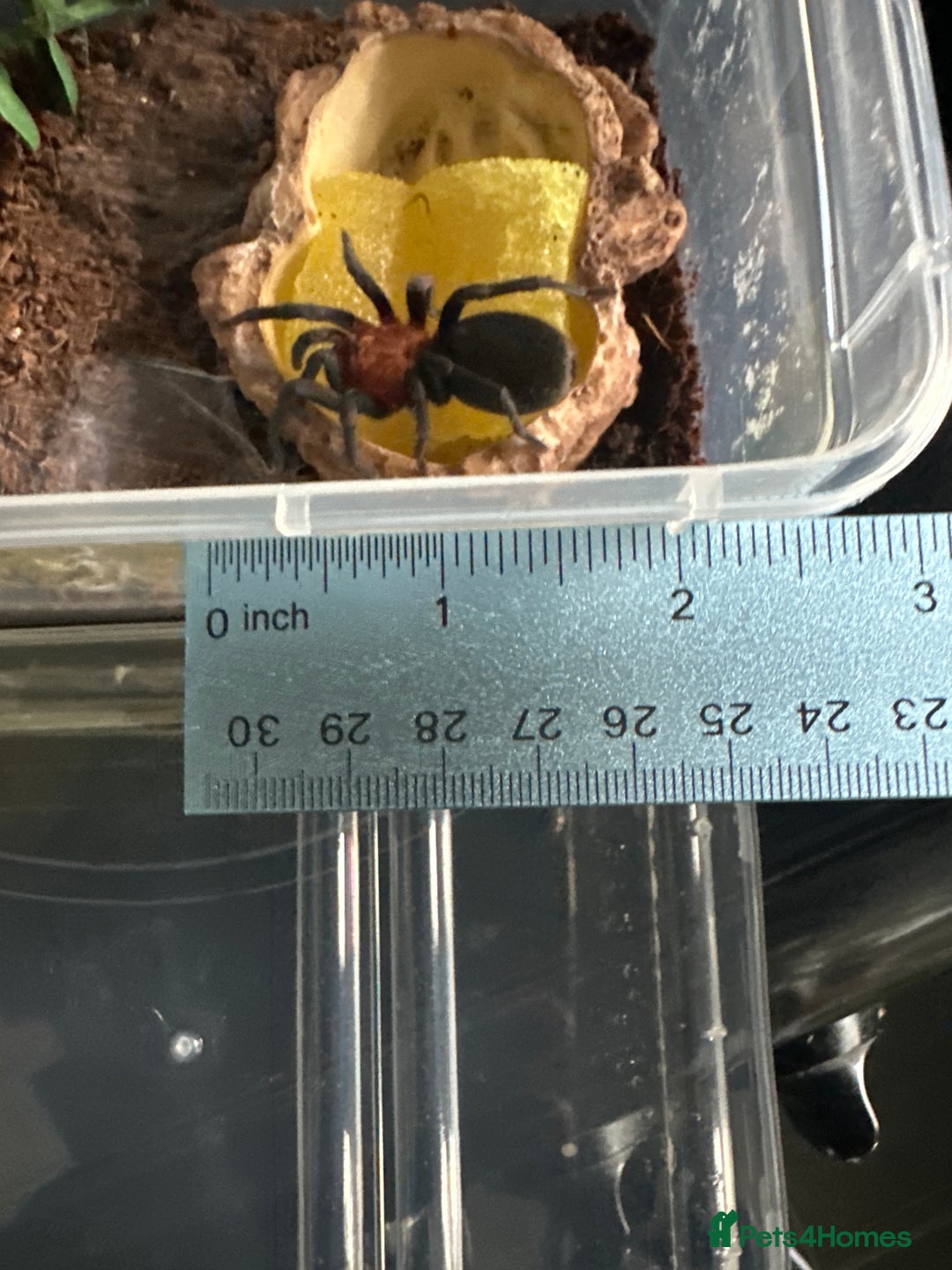 Tarantulas invertebrates for sale: Brazilian red head Bumba Horrida  - Image 4