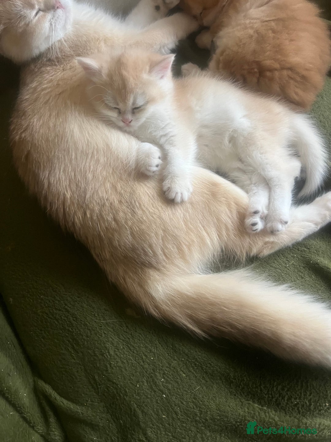 British Shorthair cats for sale: Golden NY12 British Shorthair Girl  - Image 7