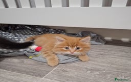 Maine Coon cats for sale: Absolutely Stunning Part Maine Coon Kittens - Advert 6