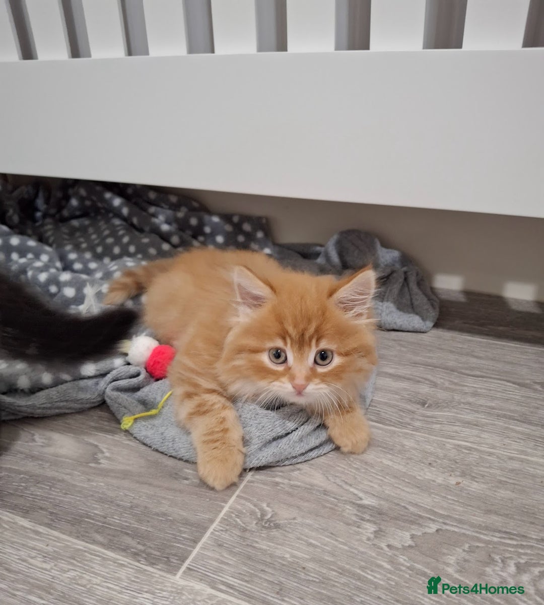 Maine Coon cats for sale: Absolutely Stunning Part Maine Coon Kittens - Advert 6