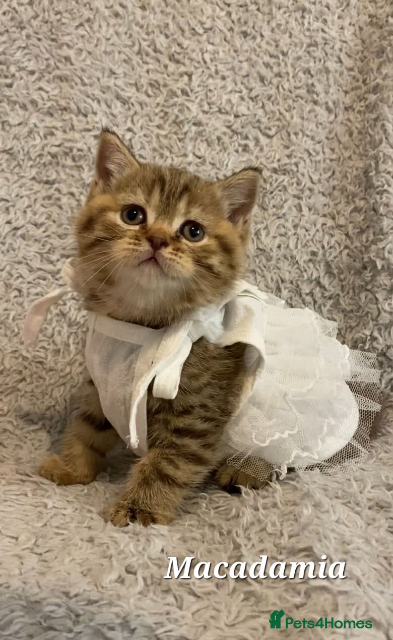 British Shorthair cats Bubbletea girl (British Shorthair) - Advert 4