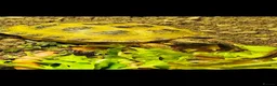 Tortoise reptiles for sale: Horsfield tortoise and full set up - Advert 7