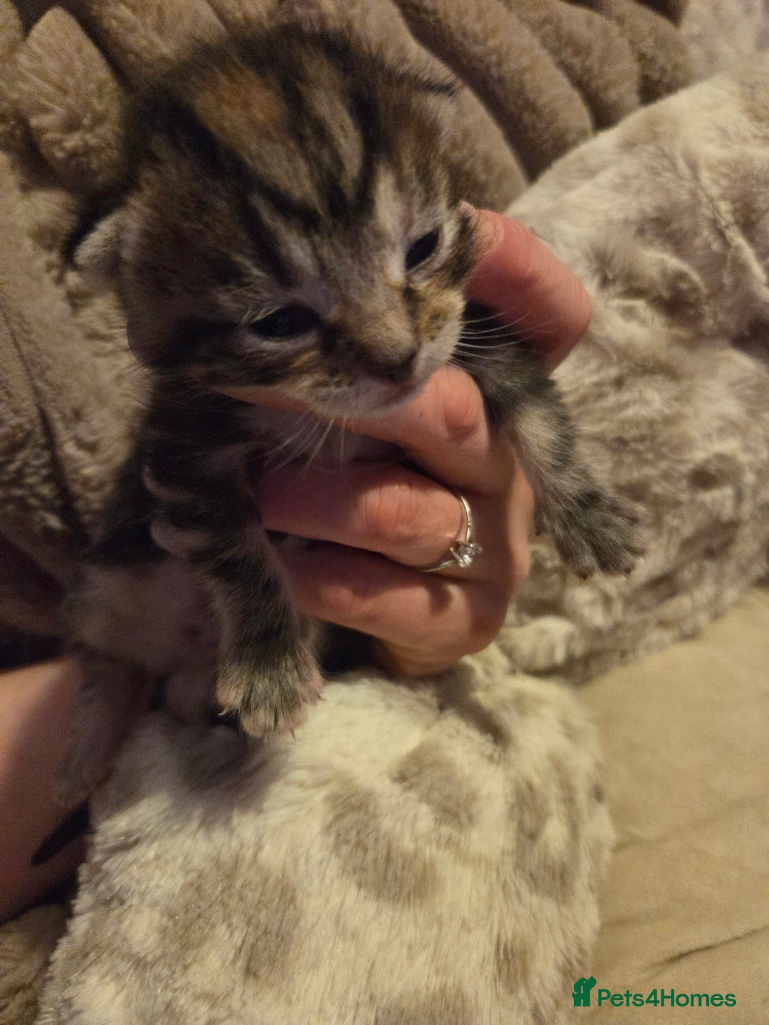 Mixed Breed cats for sale: Female tabby kittens - Advert 8