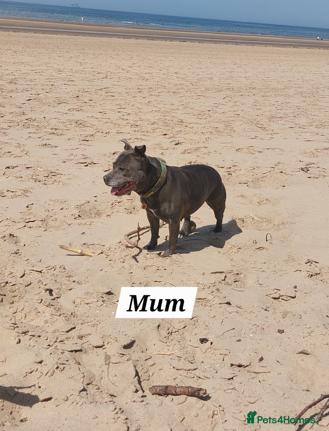 Staffordshire Bull Terrier dogs for sale: 💙KC Staffordshire Bull Terrier puppies 💙 - Advert 14