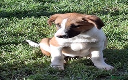 Mixed Breed dogs for sale: Sheepdog puppies - Image 5