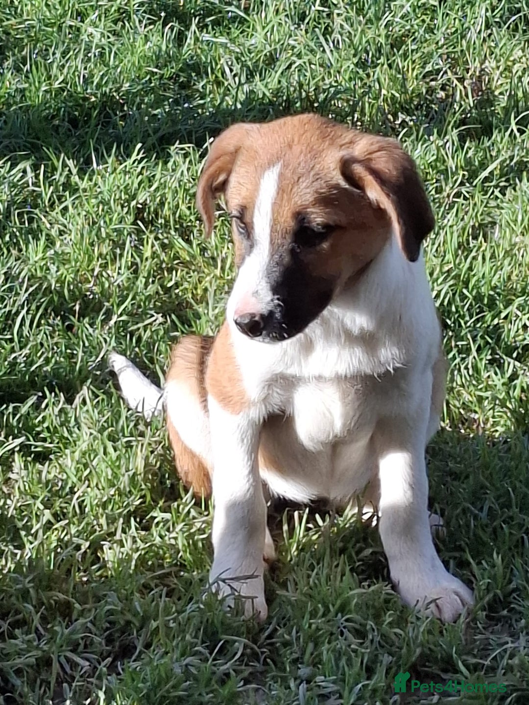 Mixed Breed dogs for sale: Sheepdog puppies - Image 5