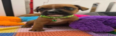 Mixed Breed 5