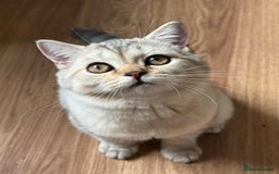 British Longhair cats for sale: Gorgeous British Longhair & Shorthair Kittens - Image 24