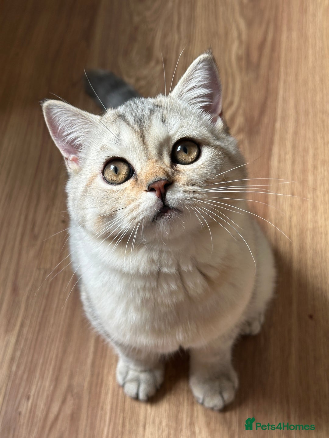 British Longhair cats for sale: Gorgeous British Longhair & Shorthair Kittens - Image 24