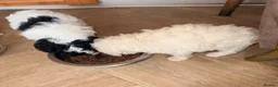 Toy Poodle dogs for sale: Toy poodle Puppys  - Advert 14
