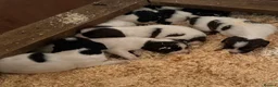 English Springer Spaniel dogs for sale: K C springer spaniels in Cambridge - Advert 5