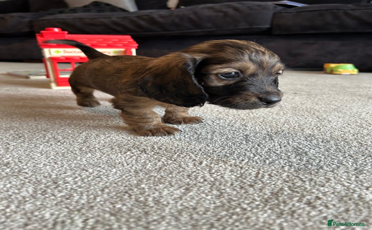 Miniature Dachshund dogs - Advert 16