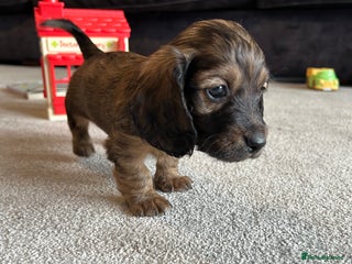 Miniature Dachshund dogs - Advert 7