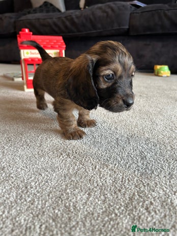 Miniature Dachshund dogs - Advert 16