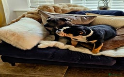 English Bulldog dogs for sale: KC Reg English Bulldogs Champion Bloodlines  - Image 30
