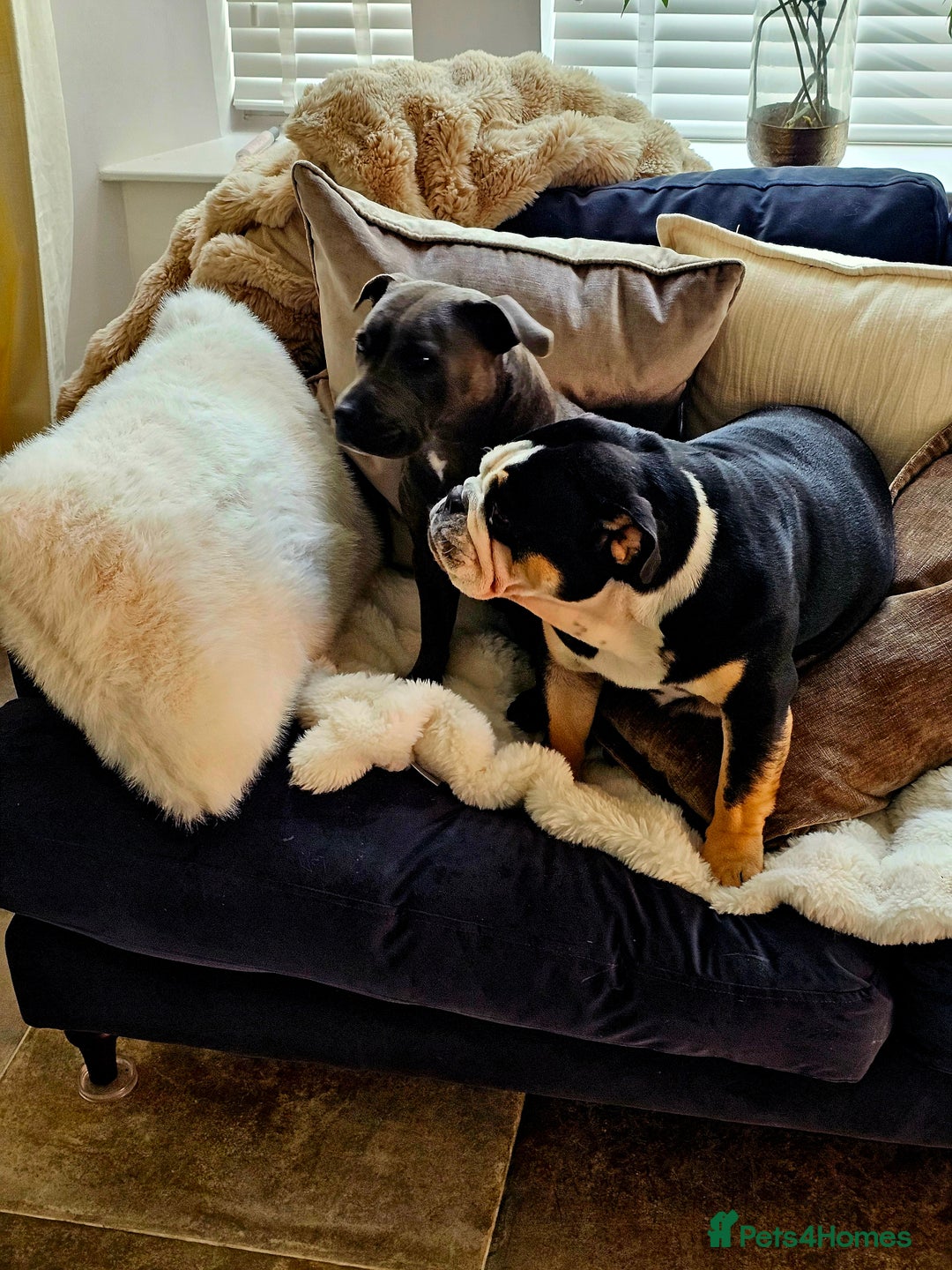 English Bulldog dogs for sale: KC Reg English Bulldogs Champion Bloodlines  - Image 30