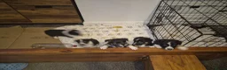 Mixed Breed dogs for sale: 3 Male puppies - Advert 3