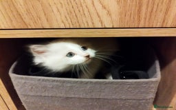 Ragdoll cats for sale: 5 ADORABLE RAGDOLL X KITTENS FOR SALE - Image 15