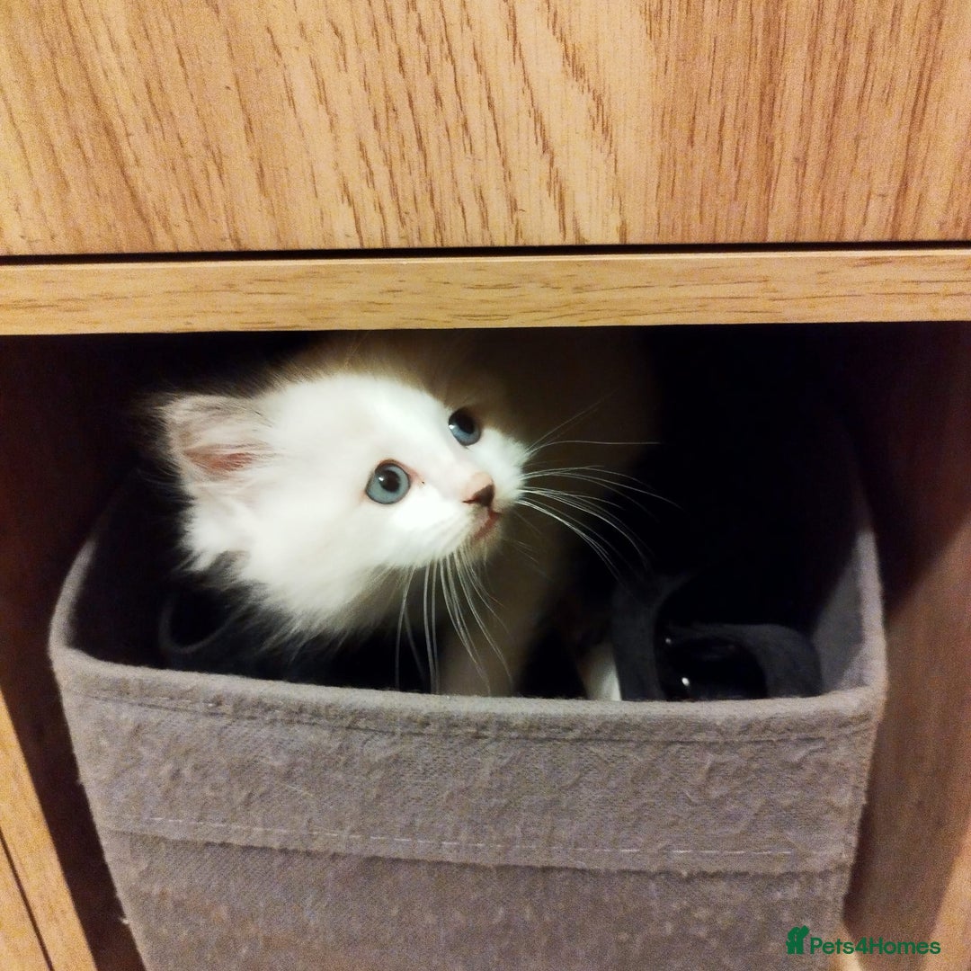 Ragdoll cats for sale: 5 ADORABLE RAGDOLL X KITTENS FOR SALE - Image 15