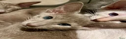 Oriental cats for sale: Exceptional show quality Orientals and Siamese  - Advert 9