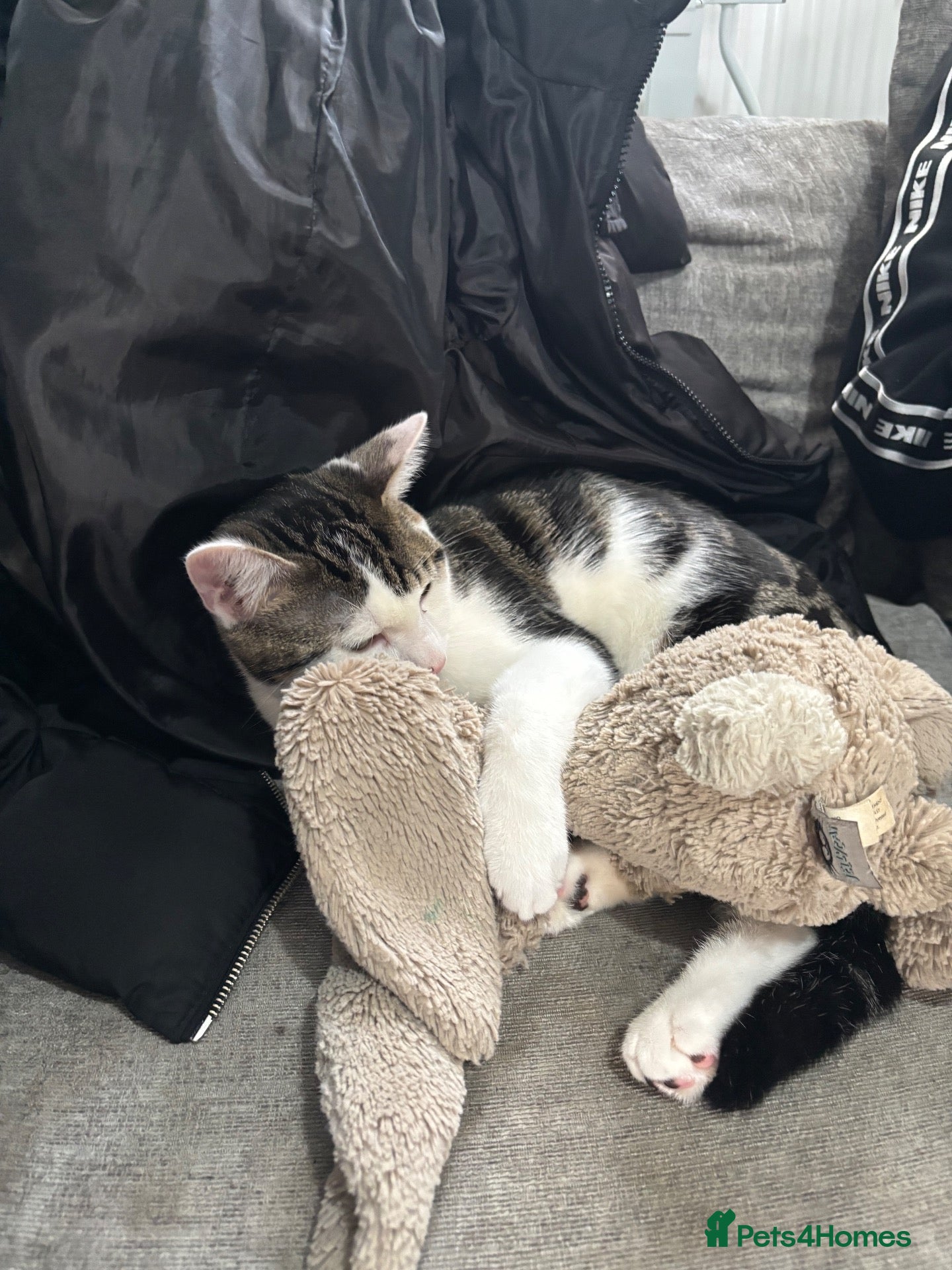Mixed Breed cats 1 Male Cat - 1 year old - Advert 1