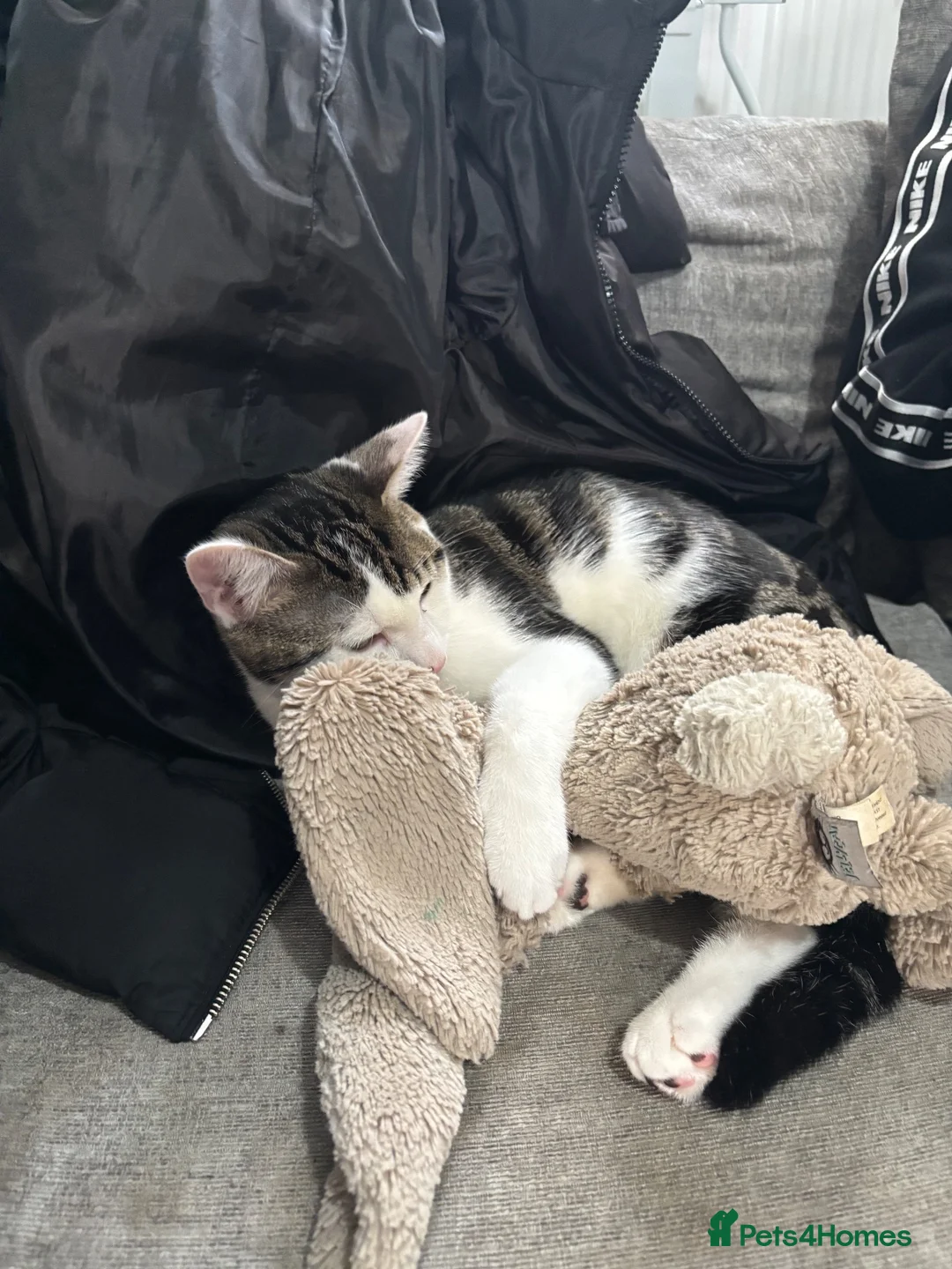Mixed Breed cats for sale: 1 Male Cat - 1 year old in Huntingdon - Advert 1