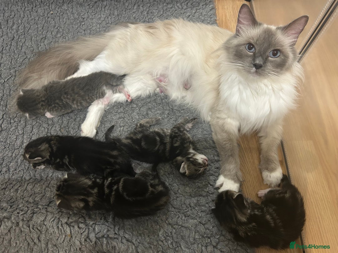 Ragcoon cats for sale: Stunning ragdoll x Maine coon - Image 6