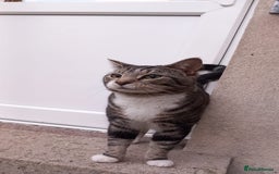 Domestic Shorthair cats for sale: Male 1 year old cat looking for a new home - Image 1