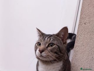 Domestic Shorthair cats - Advert 2