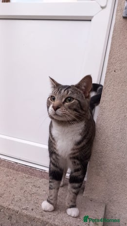 Domestic Shorthair cats - Advert 2