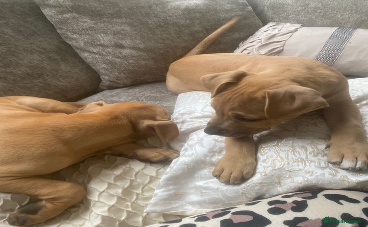 Mixed Breed dogs - Advert 1