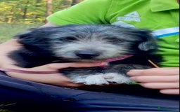 Norfolk Terrier dogs for adoption: Milana: Left to Die, Now Ready to Live - Image 1