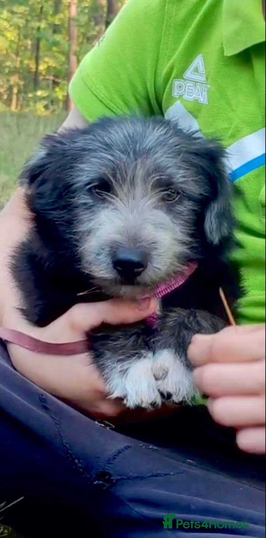 Norfolk Terrier dogs for adoption: Milana: Left to Die, Now Ready to Live - Image 1