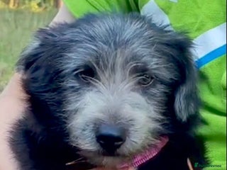 Norfolk Terrier dogs - Advert 2