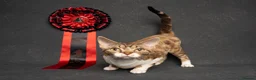 Devon Rex cats for sale: Two beautiful Devon Rex Boys - Advert 2