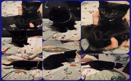 Domestic Shorthair cats for sale: Two black boy kittens - Image 3