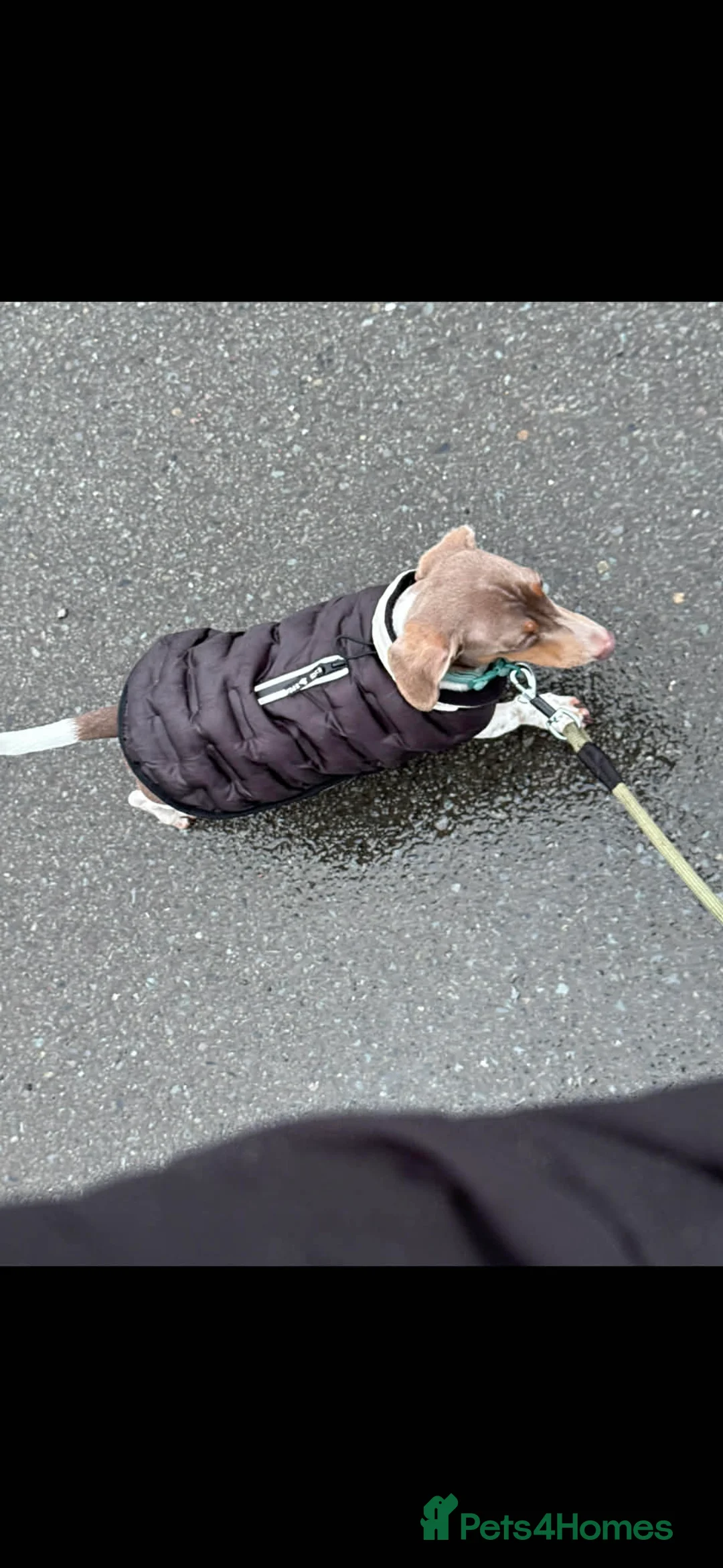 Miniature Dachshund dogs for sale: Male Miniature Dachshund 9 months old  in Merthyr Tydfil - Advert 2