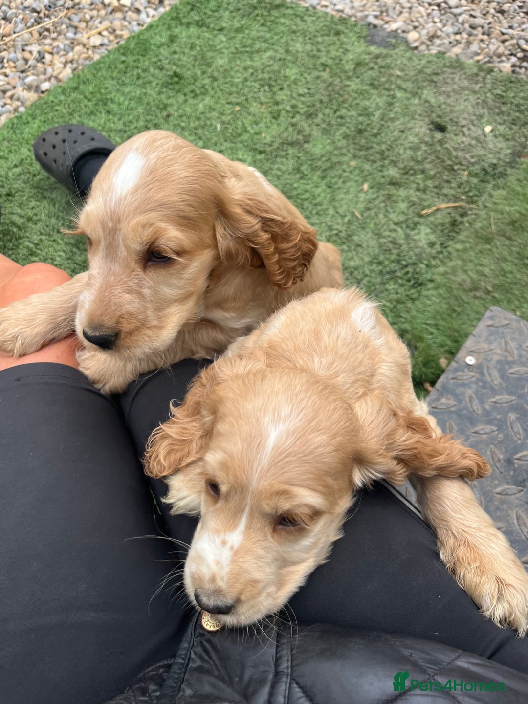 Cocker Spaniel dogs for sale: Beautiful show type cocker spaniels  in York - Image 2