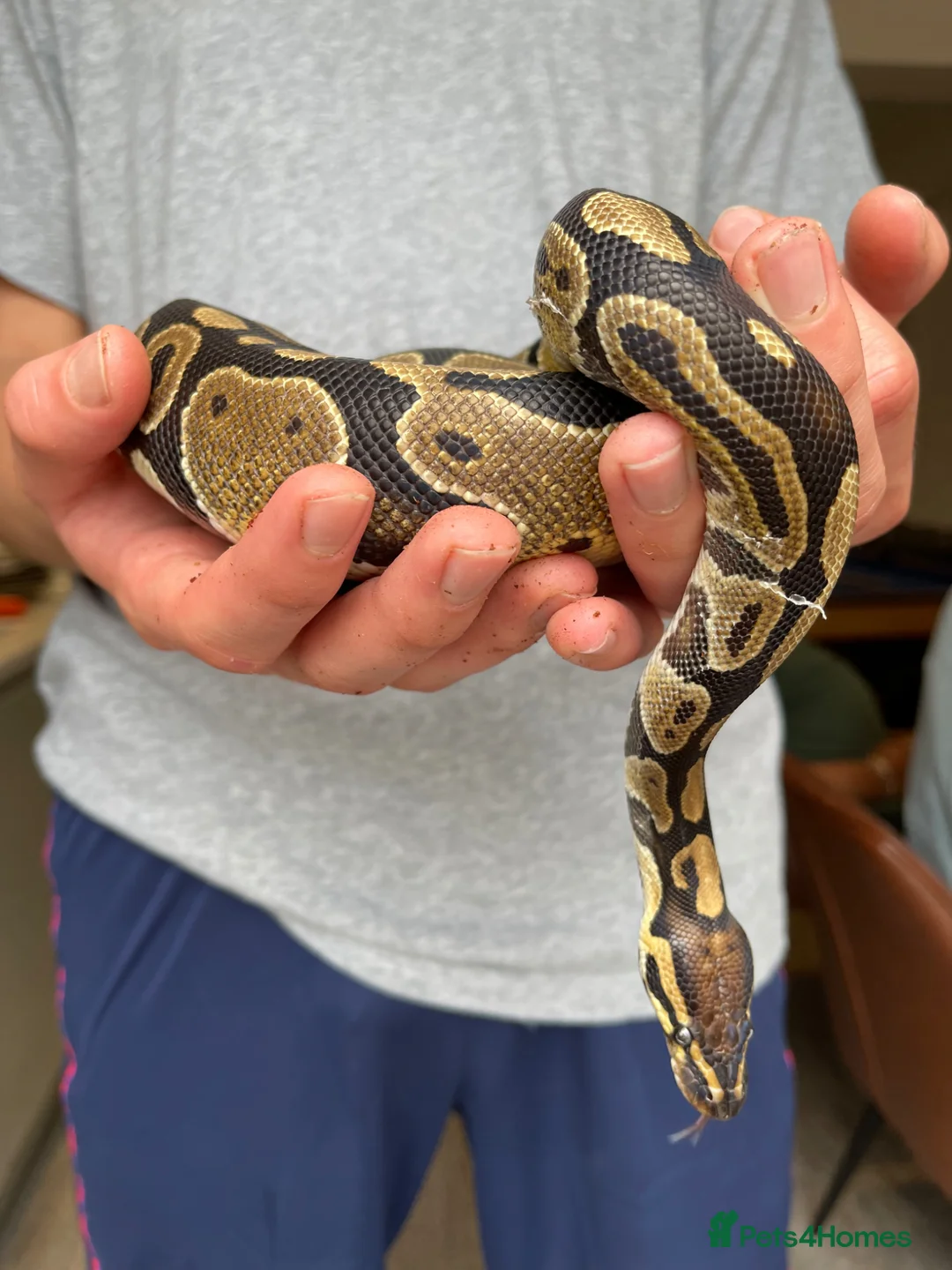 Python Snake reptiles for sale: Ball Python (Inc accessories) - Advert 2
