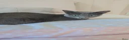 Russian Blue cats for sale: Tica Registered Russian blues - Advert 9